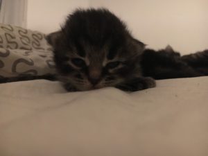 Cucciolo di Gatto Siberiano Femmina