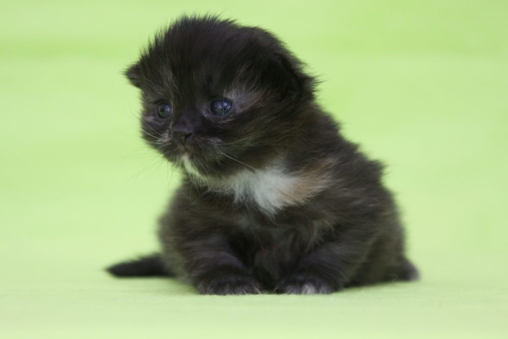 Cucciolate I Siberiani del Borgo