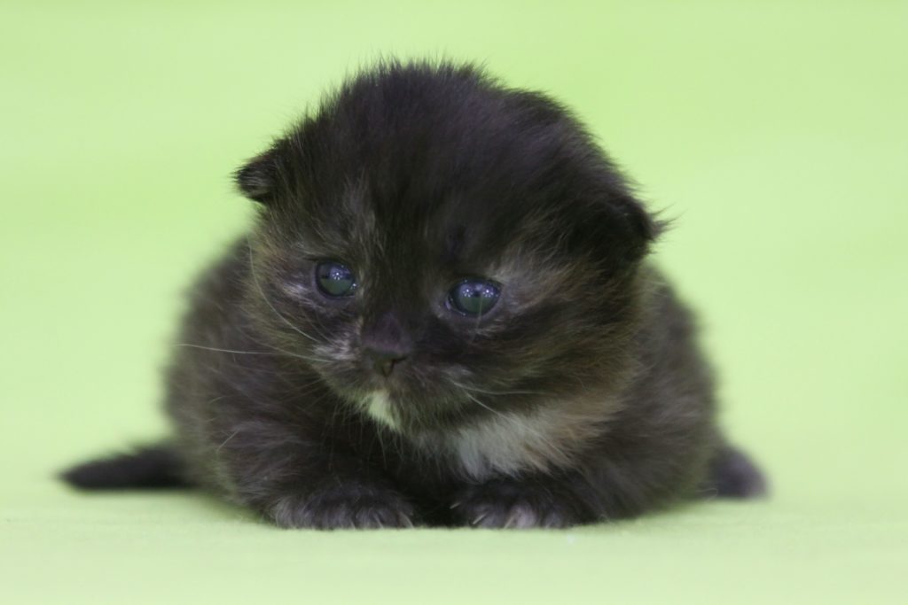 Cuccioli disponibili Gatto Siberiano in provincia di Genova