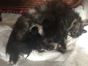 cucciolata di Gatto Siberiano