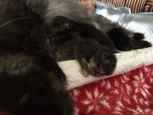 cucciolo di Gatto Siberiano che Dorme