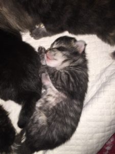 cucciolo brown tabby di Gatto Siberiano