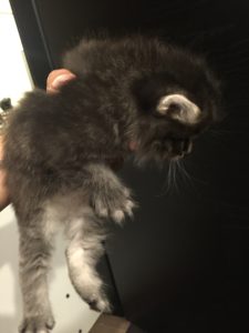 cucciolo di gatto siberiano maschio silver tabby