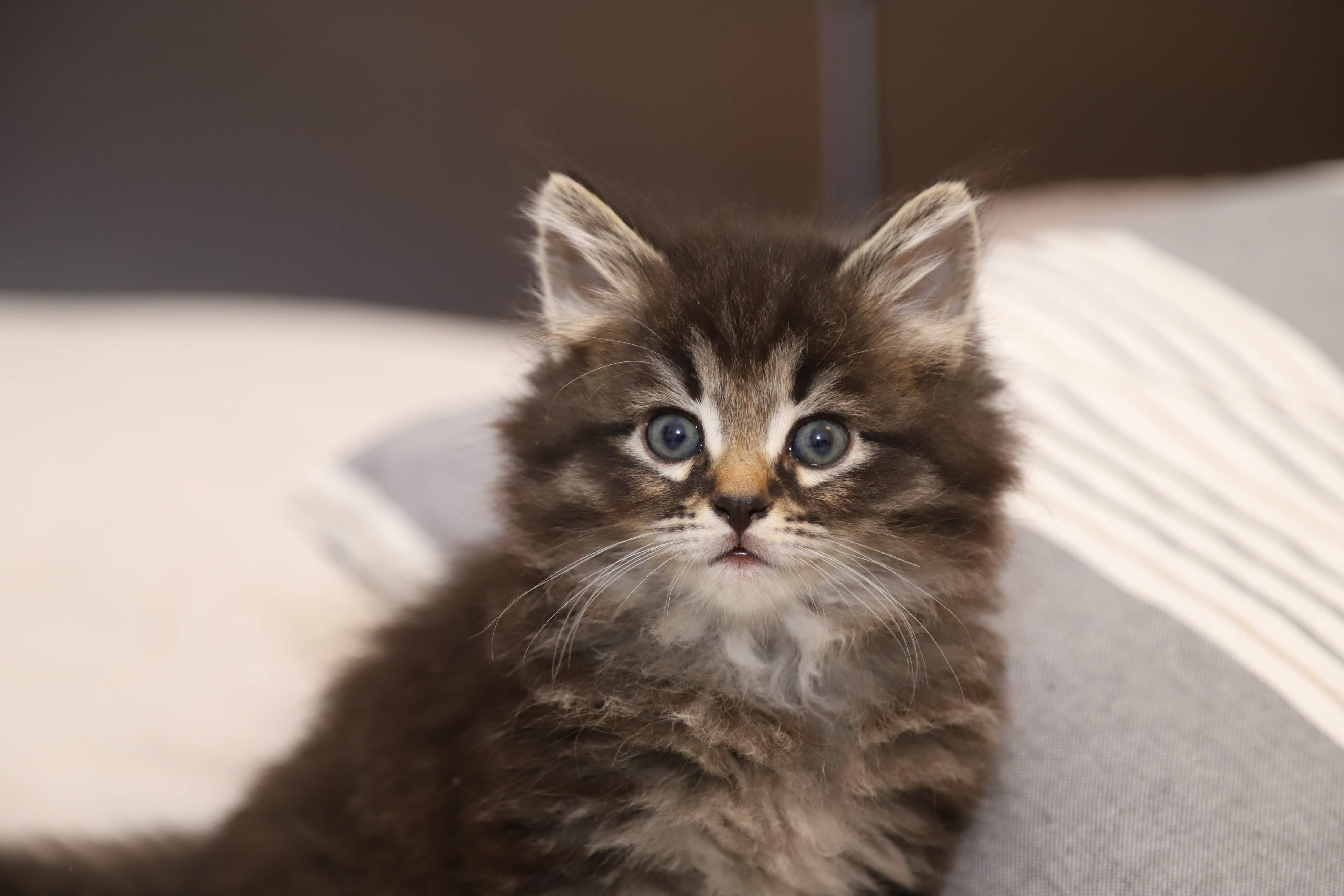 Cuccioli disponibili di Gatto Siberiano